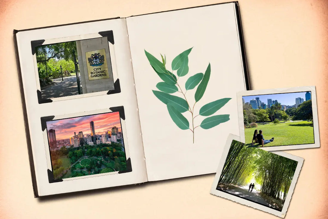 Things to Do at the Brisbane City Botanic Gardens When You Want More Than a Walk 